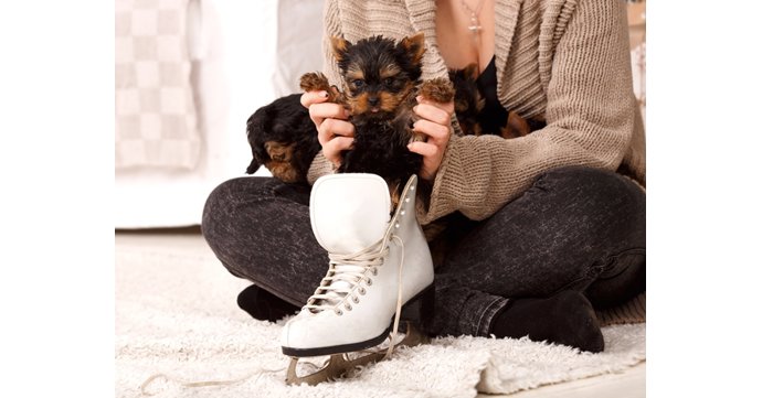 Boots Corner Cheltenham to be transformed into ice skating rink for dogs